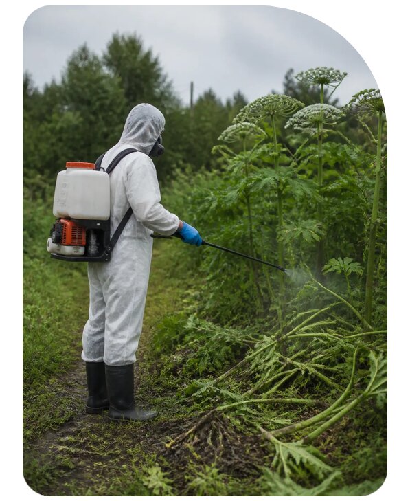 Обработка от борщевика в Озёрске, заказать от 5071 р. | Сенат-Озр